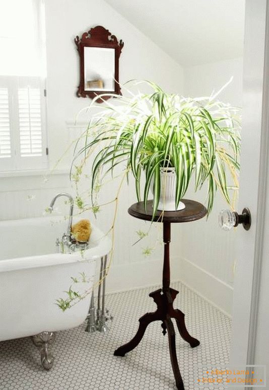 Decoração de casa de banho com plantas de interior