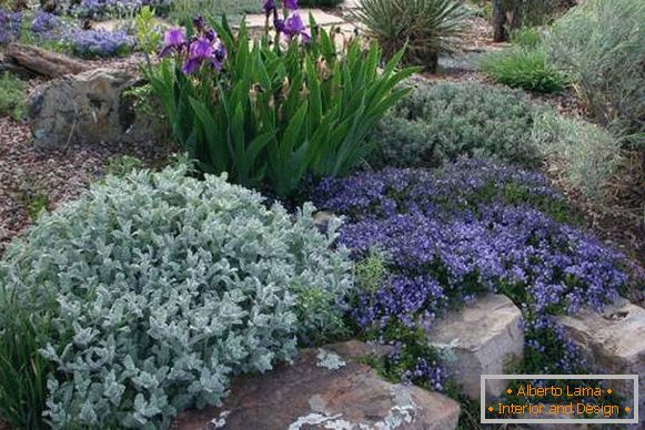 Plantas e flores para o slide alpino - fotos no país