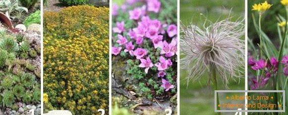 As melhores plantas para o slide alpino - fotos e nomes