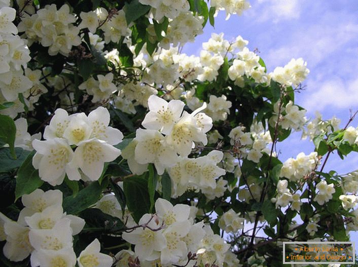 O jasmim é um arbusto da família das oliveiras com flores brancas em forma de estrela. A terra natal do jasmim é considerada a Arábia e a Índia Oriental.