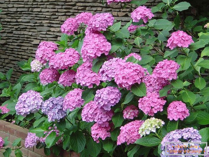 Um trajeto das hortênsias com as flores lilás sobre a cerca de pedra.