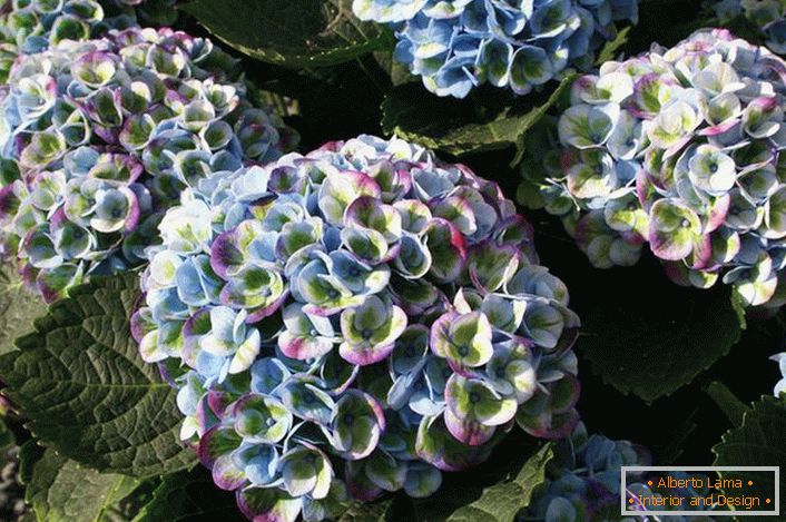 Hortensia com botões multicoloridos é uma opção interessante para decorar uma parcela de jardim.