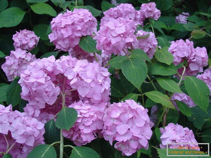 Flores roxas pálidas de hortênsia são grandes folhas decorando qualquer jardim.