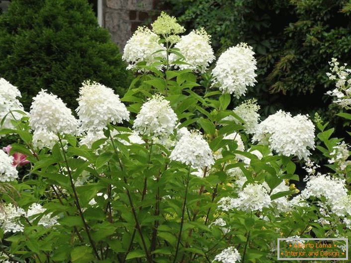 Variedade Hortense Grindiflorora