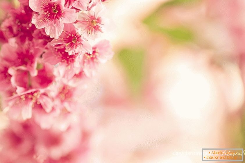 Foto colorida de flores cor de rosa