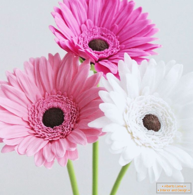 flores-floral-gerbera-de-polímero-argila