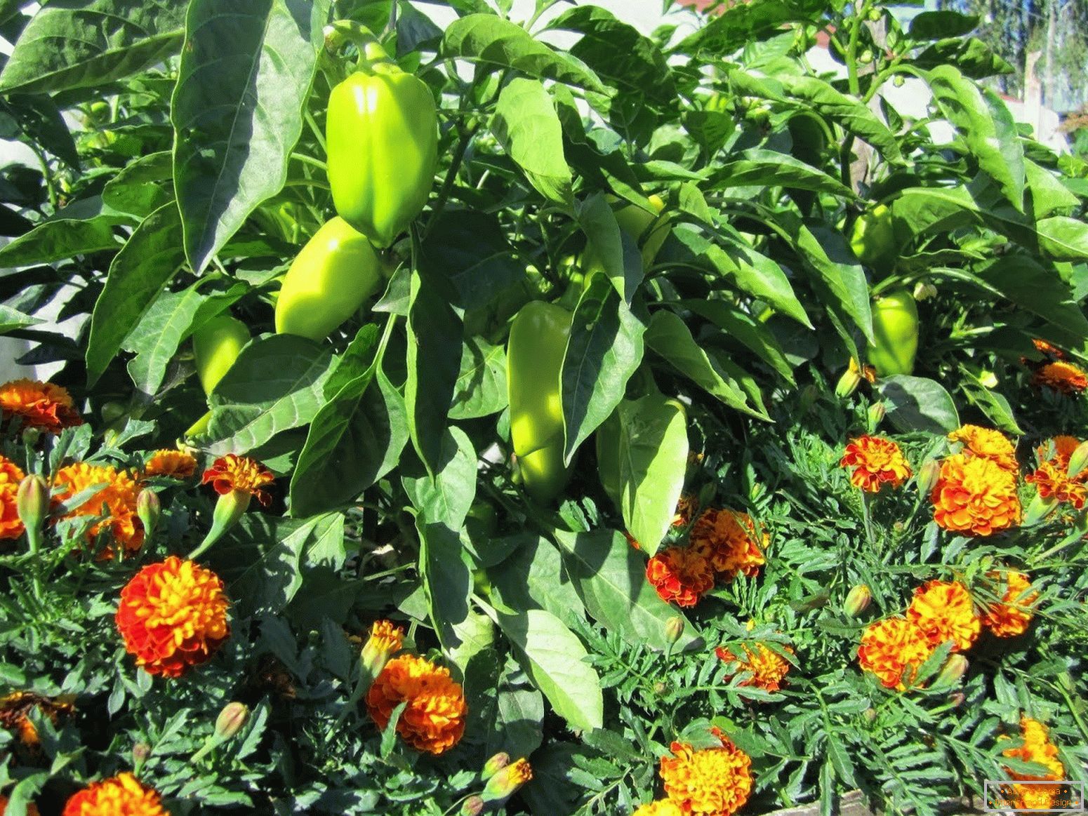 Flores em um jardim com pimenta