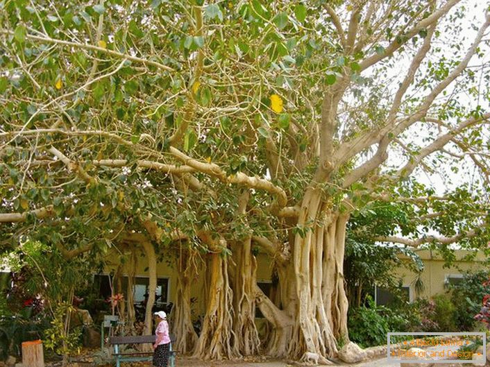 Na Tailândia, o ficus é considerado uma árvore sagrada e como um símbolo é representado nas armas do país.