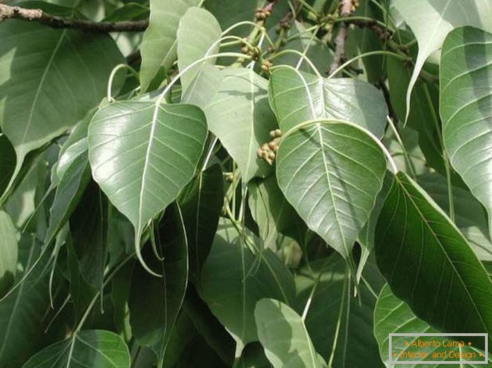 De acordo com o tailandês, Ficus traz sorte e afasta os maus espíritos.