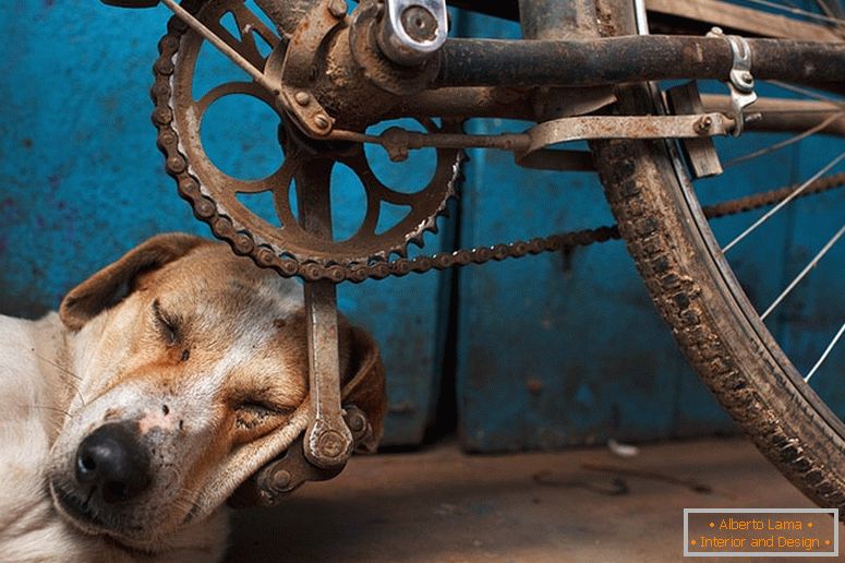 O cachorro adormeceu no pedal da bicicleta
