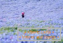 Campos azuis hipnóticos em Hitachi-Seaside Park, Japão