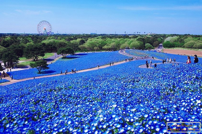 Um campo de flores fascinante no parque japonês