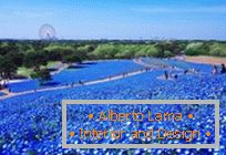 Campos azuis hipnóticos em Hitachi-Seaside Park, Japão