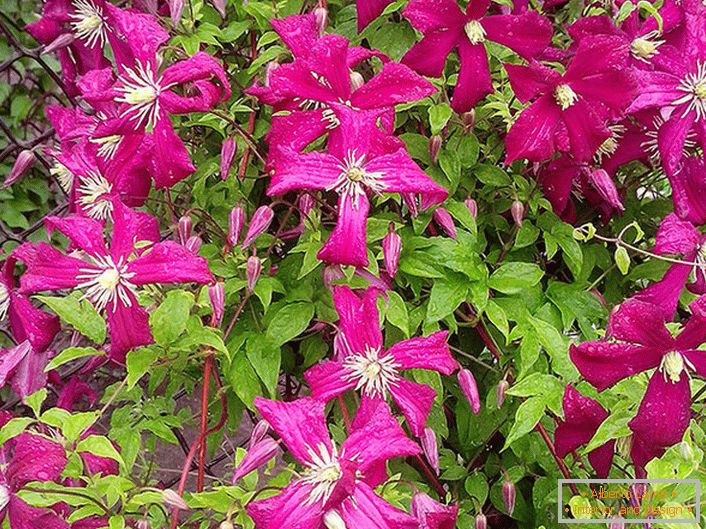 Uma bela combinação de flores cor-de-rosa escuras e folhas verdes delicadas de rede de malha bem tecida Clematis Madame Julia.