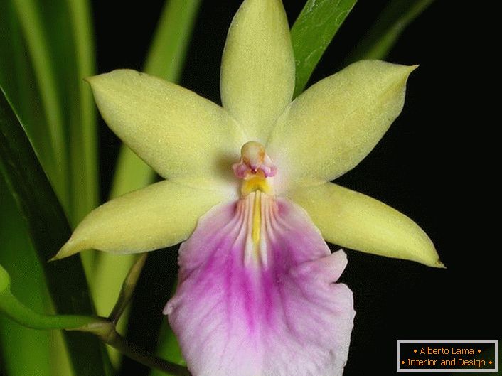 Closeup orquídea