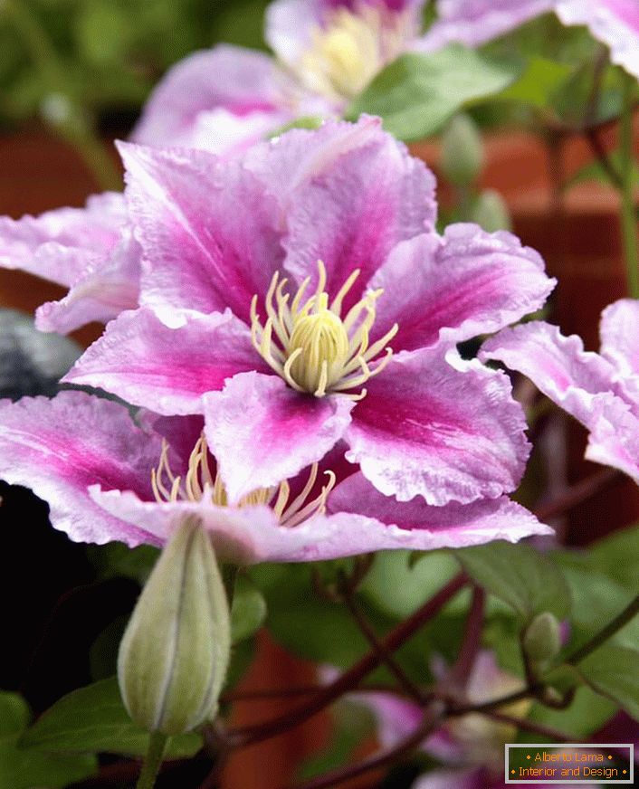 A cor rosa pálida das clematis tornou-se a mais popular nesta temporada de dacha.