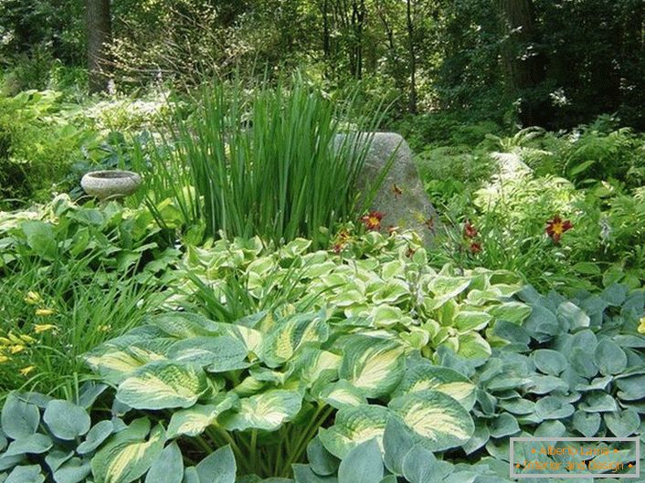 A parte sombria do jardim com uma escolha competente de arbustos, agradará com uma ilha verde suculenta e cores calmas de flores.