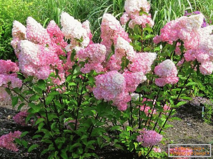 Os residentes de verão apreciam a hortênsia para uma exuberante floração com grandes botões.