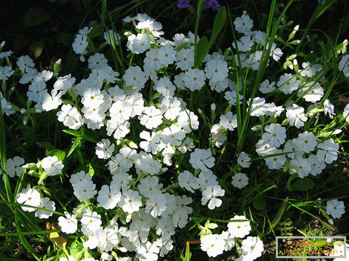 Phlox Branco