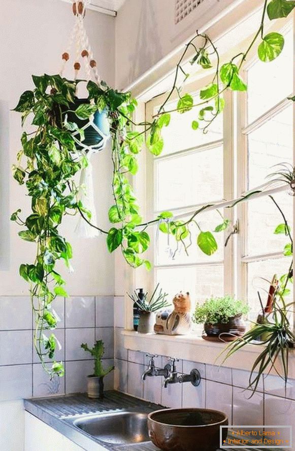 plantas no interior da cozinha, foto 38
