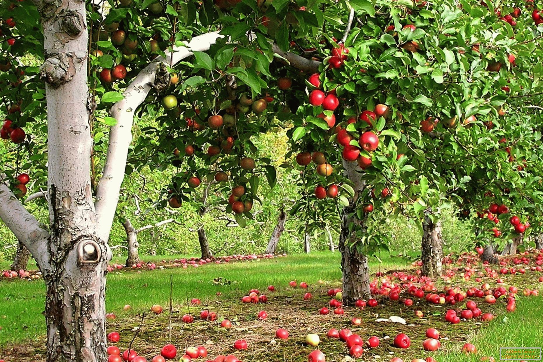 Jardim de maçã