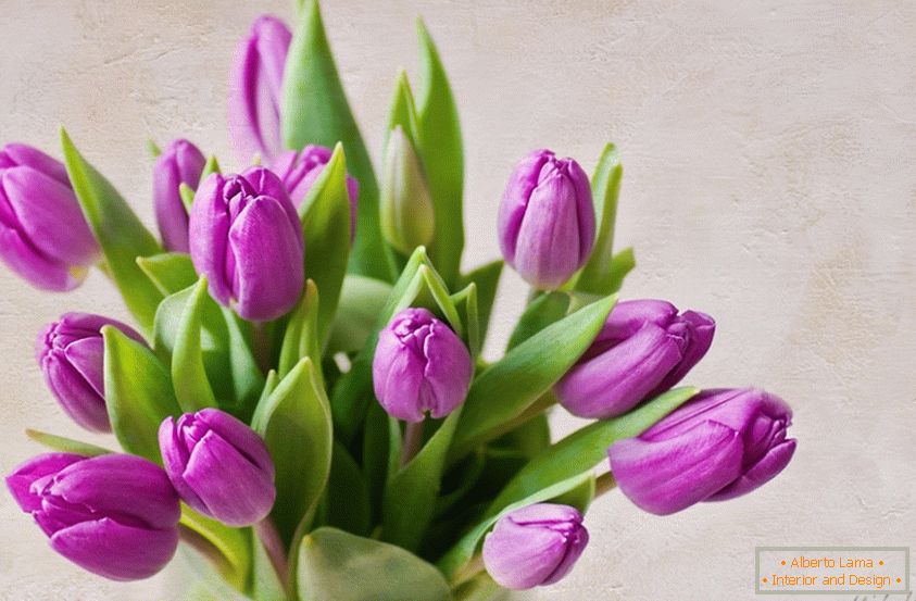 Buquê de tulipas lilás