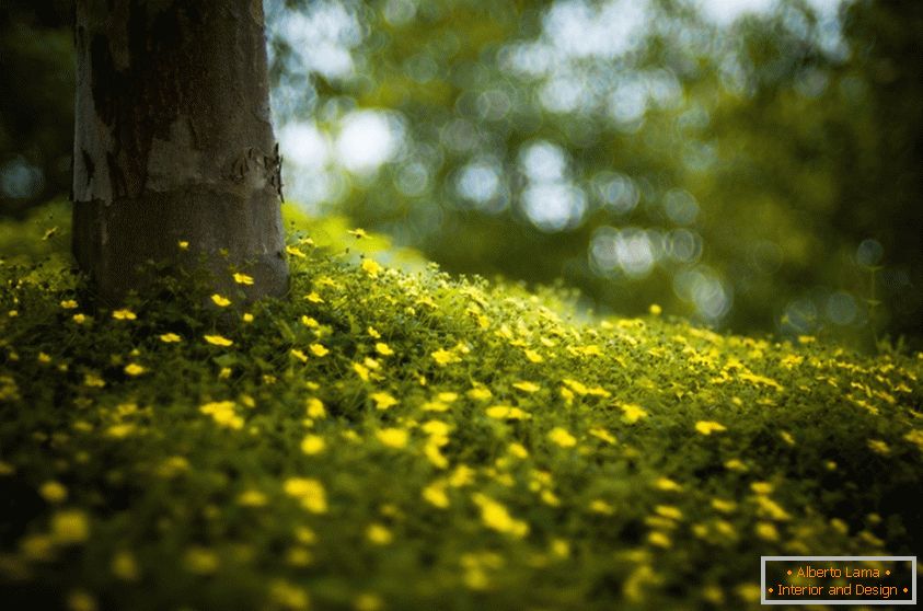 Flores na floresta, Brooke Pennington