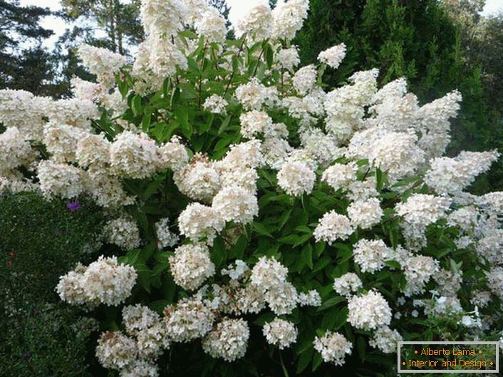 Hortensia paniculate - um arbusto alto e exuberante para o seu campo.