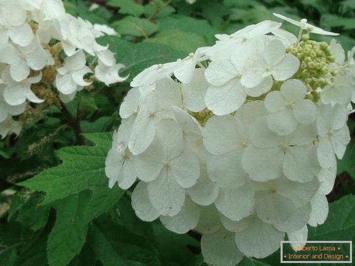 As flores brancas da hortênsia são oaky. 
