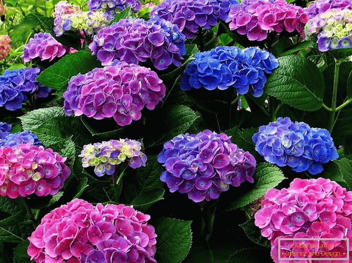 Inflorescência multicolorida de hortênsias. Flores azuis, rosa, roxas se entrelaçam harmoniosamente umas com as outras.
