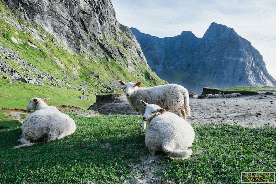Rebanho de ovelhas nas montanhas da Noruega