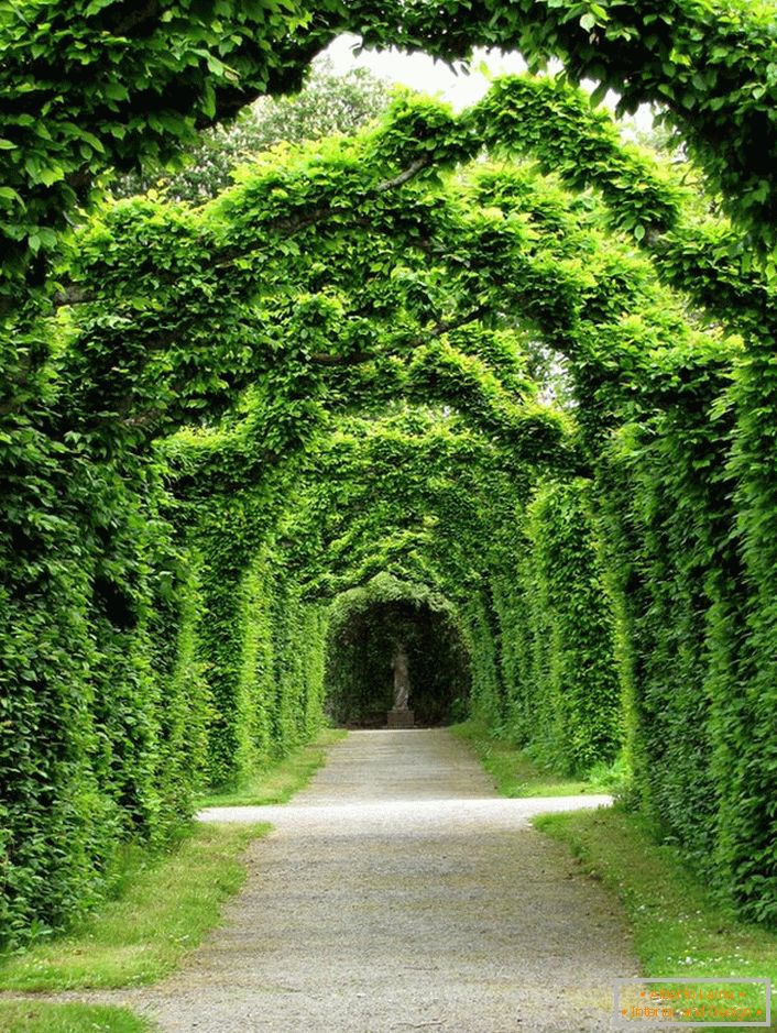 Arco vivo de trezentos anos da residência do clã de Ross - castelo do buxo - castelo do birr, Ireland. Isso é algo que não pode ser comprado por dinheiro.