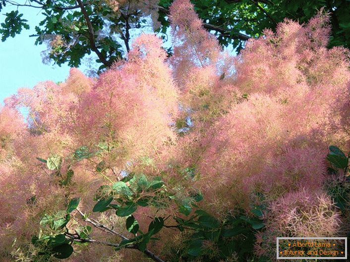 Surpreendentemente suave madeira de colorau rosa (scammia) é bem adequado para sebes.