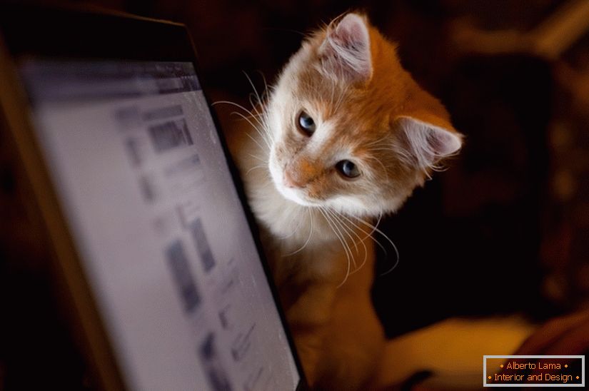 O gato olha para o monitor