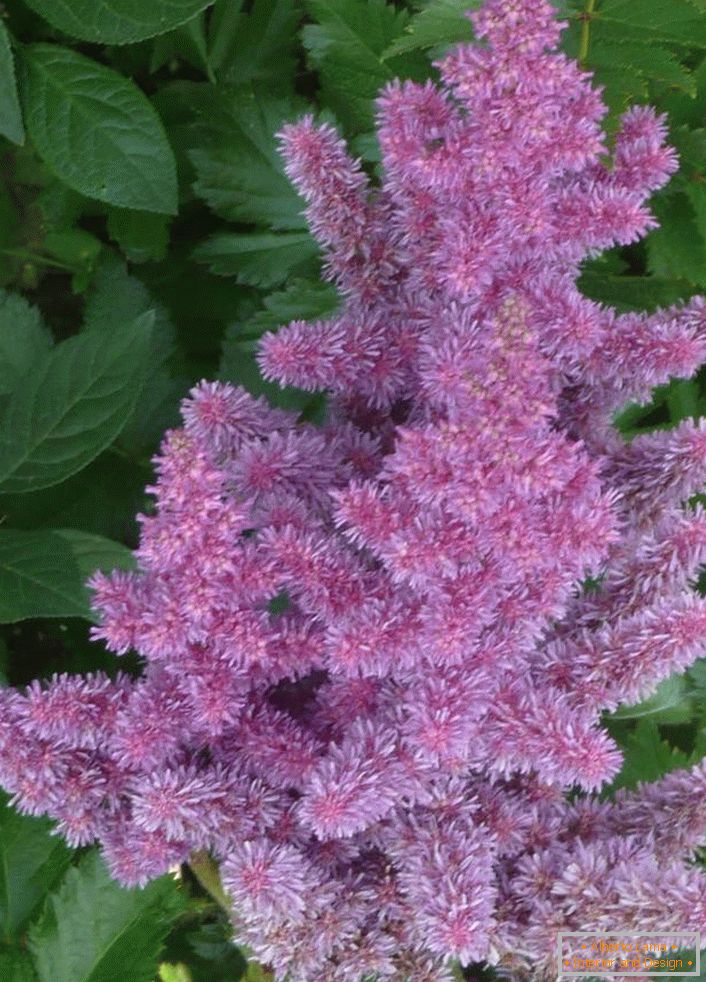 Astilba lilás claro é o destaque de qualquer jardim.