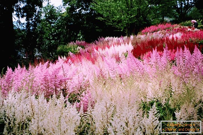 Inflorescências de carmesim branco, rosa e brilhante misturam-se harmoniosamente na imagem geral do design da paisagem.