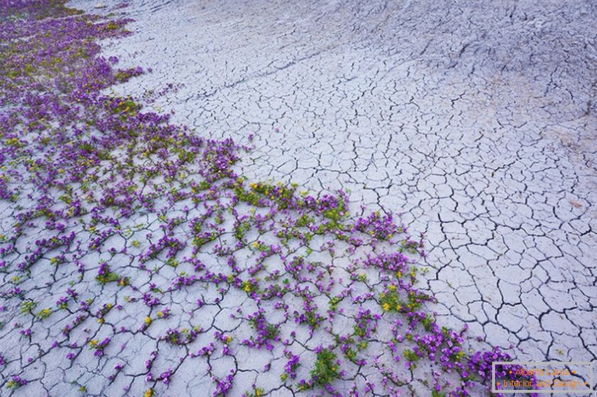 Explosão de flores no deserto