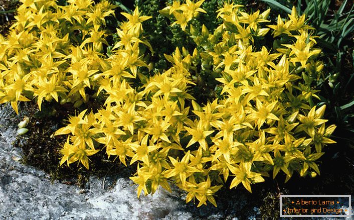 Inflorescências brilhantemente amarelas de uma das espécies da família de arbustos ornamentais são scoria acre.