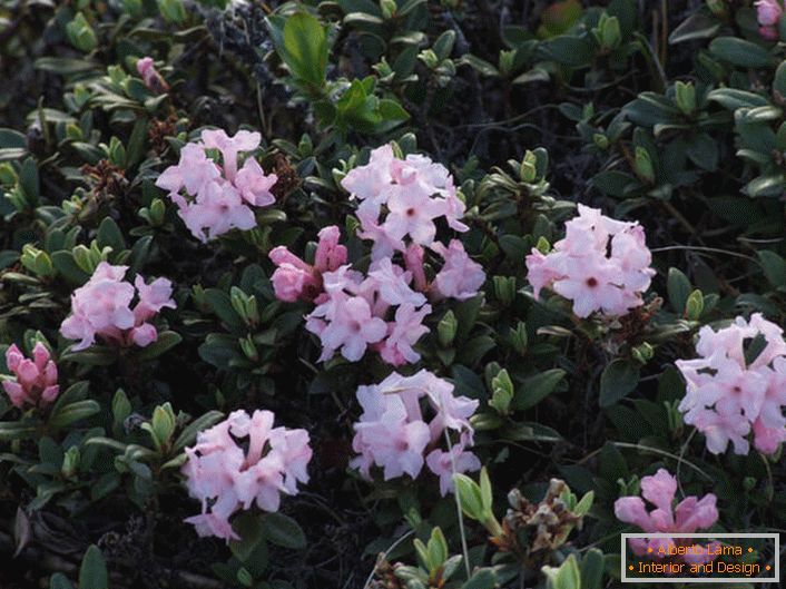 Rhododendron floração