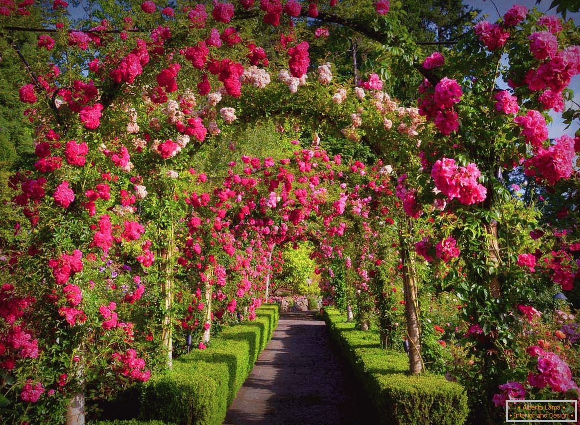 Rosas em jardinagem vertical