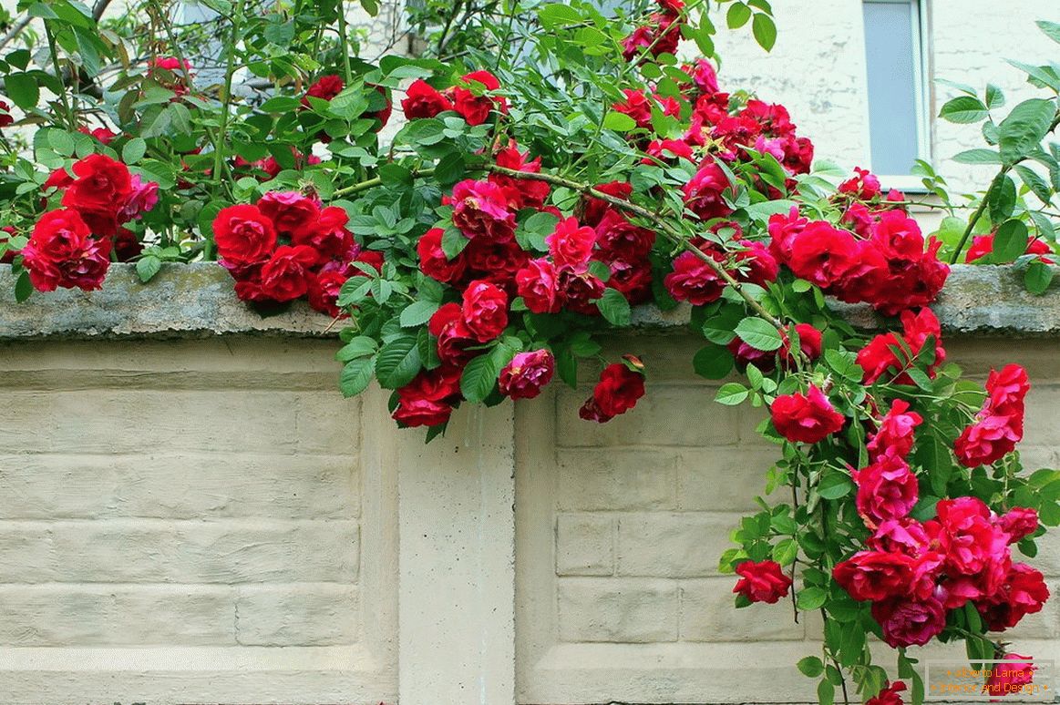 Rosas de escalada na varanda