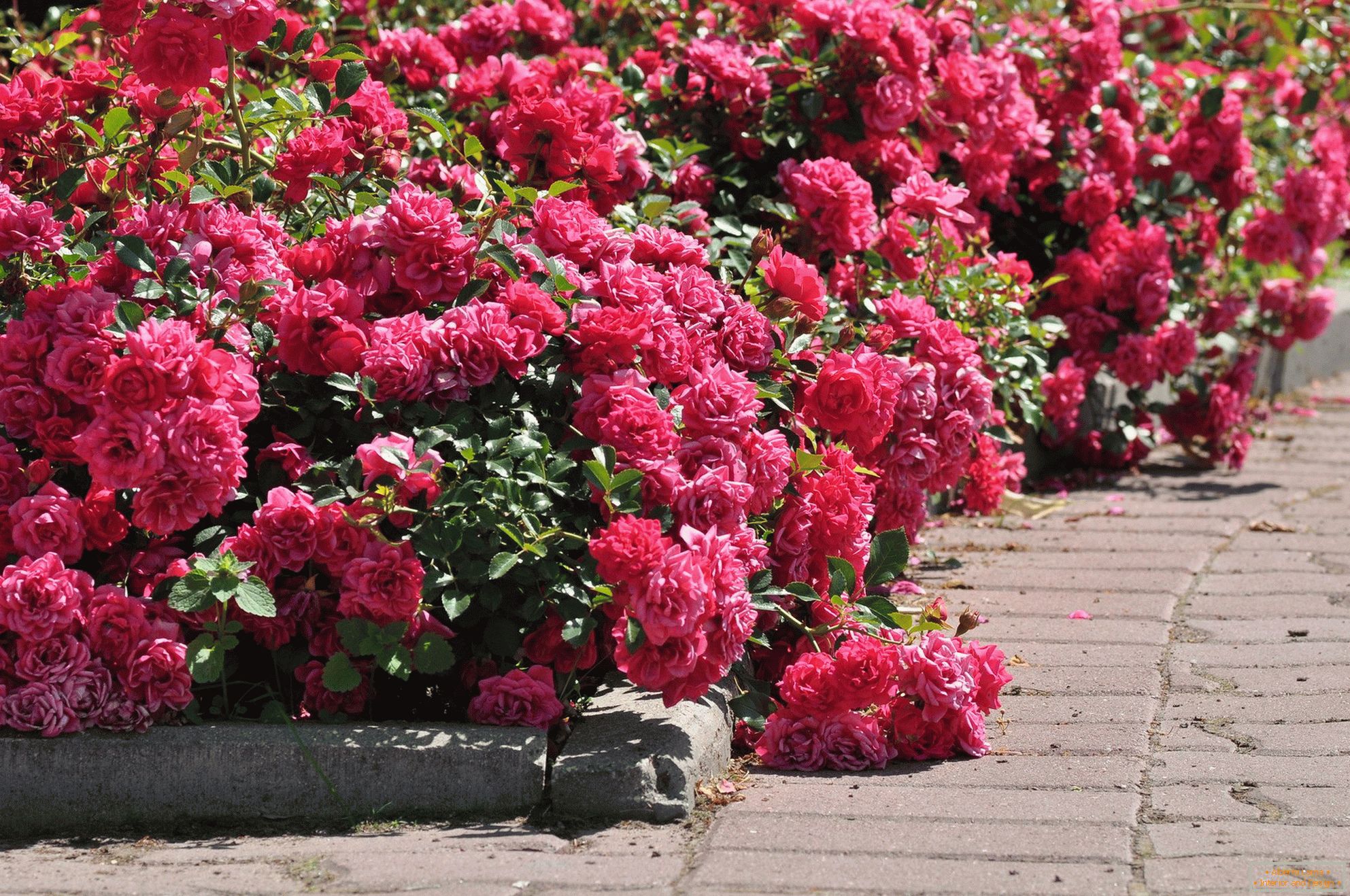 Rosas de fronteira