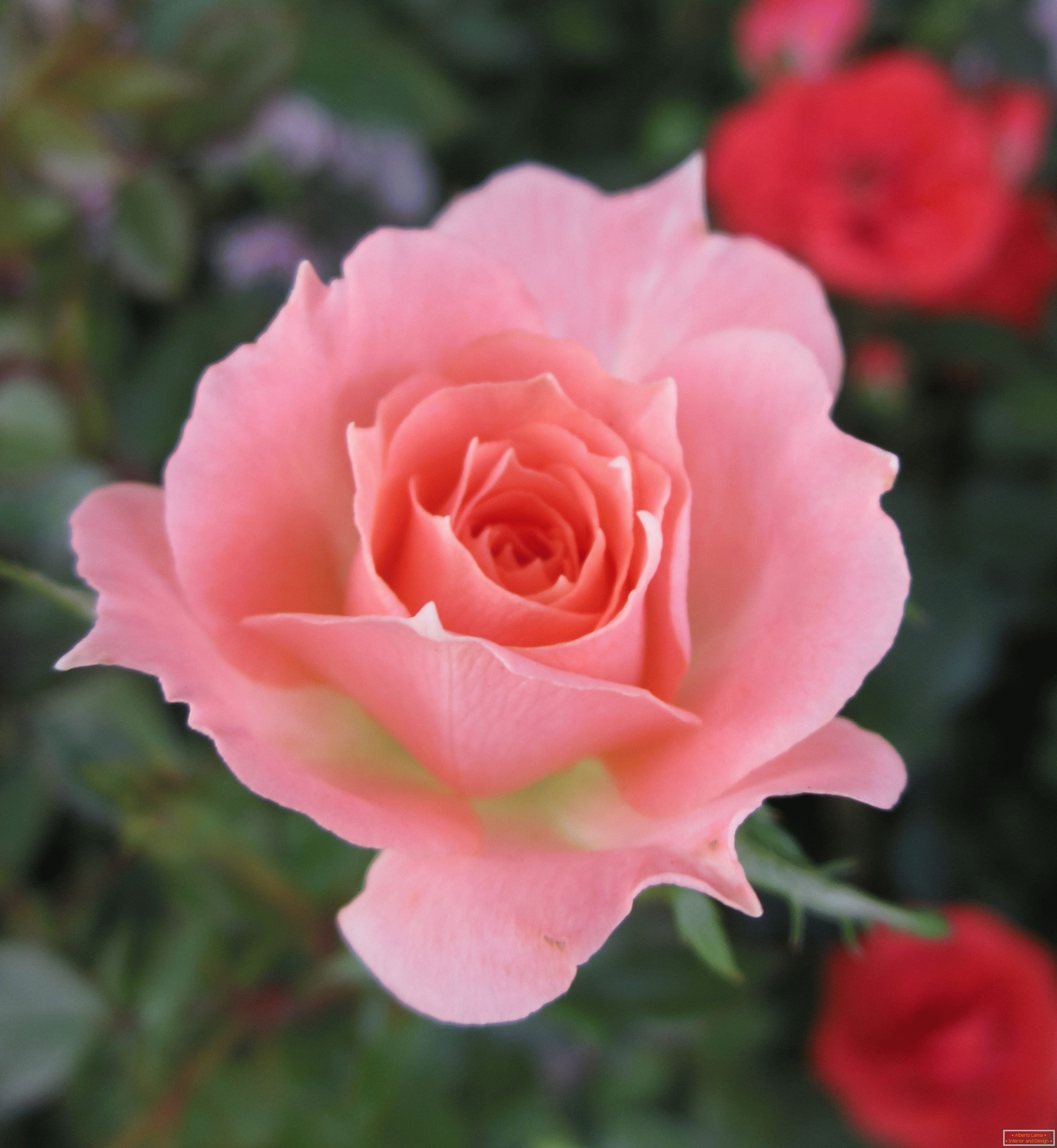 Rosa de uma sombra rosa em um ambiente de flores vermelhas
