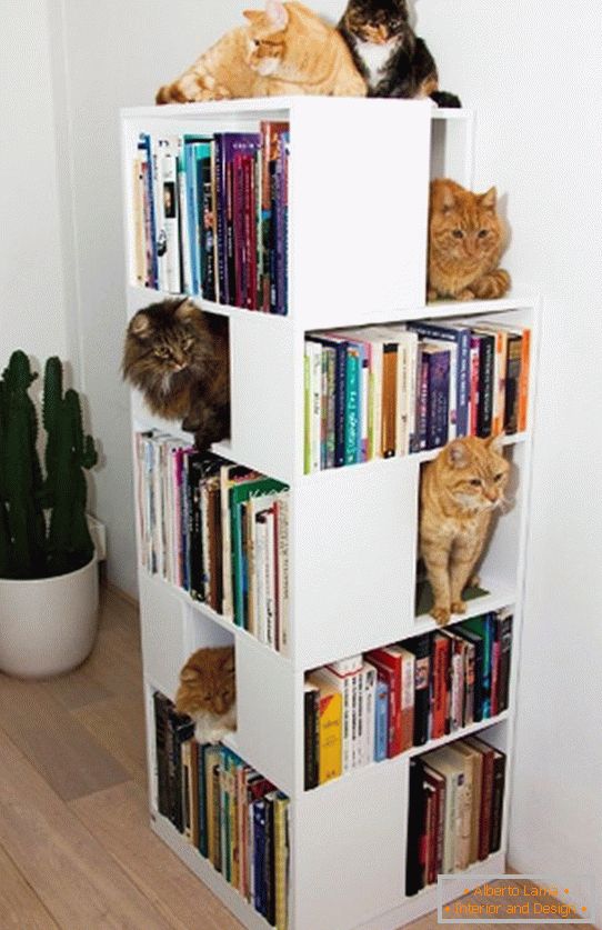Prateleiras para gatos в книжном стеллаже