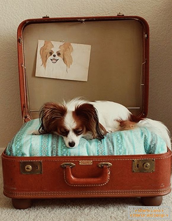 Lugar para um cachorro de uma mala