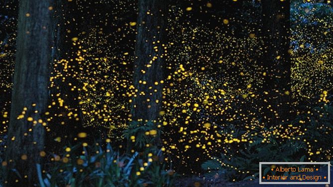 Vaga-lumes dourados fabulosos do fotógrafo japonês Yuki Karo