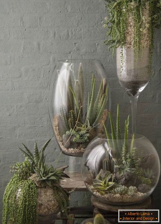 Plantas em grandes vasos de vidro