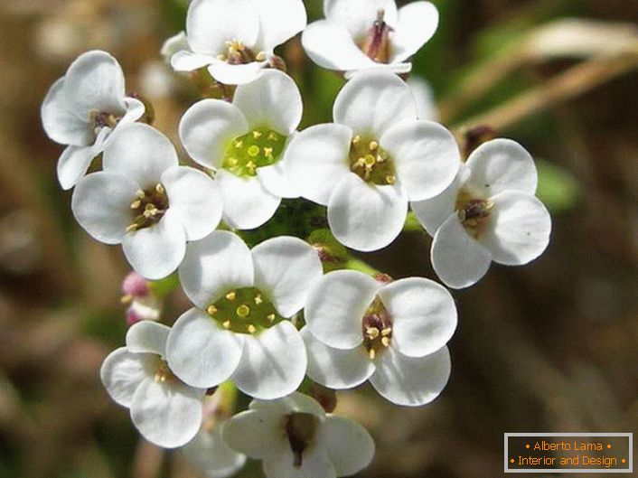 Flores bem cuidadas