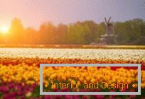 Tulipmania ou campos de tulipas coloridas na Holanda
