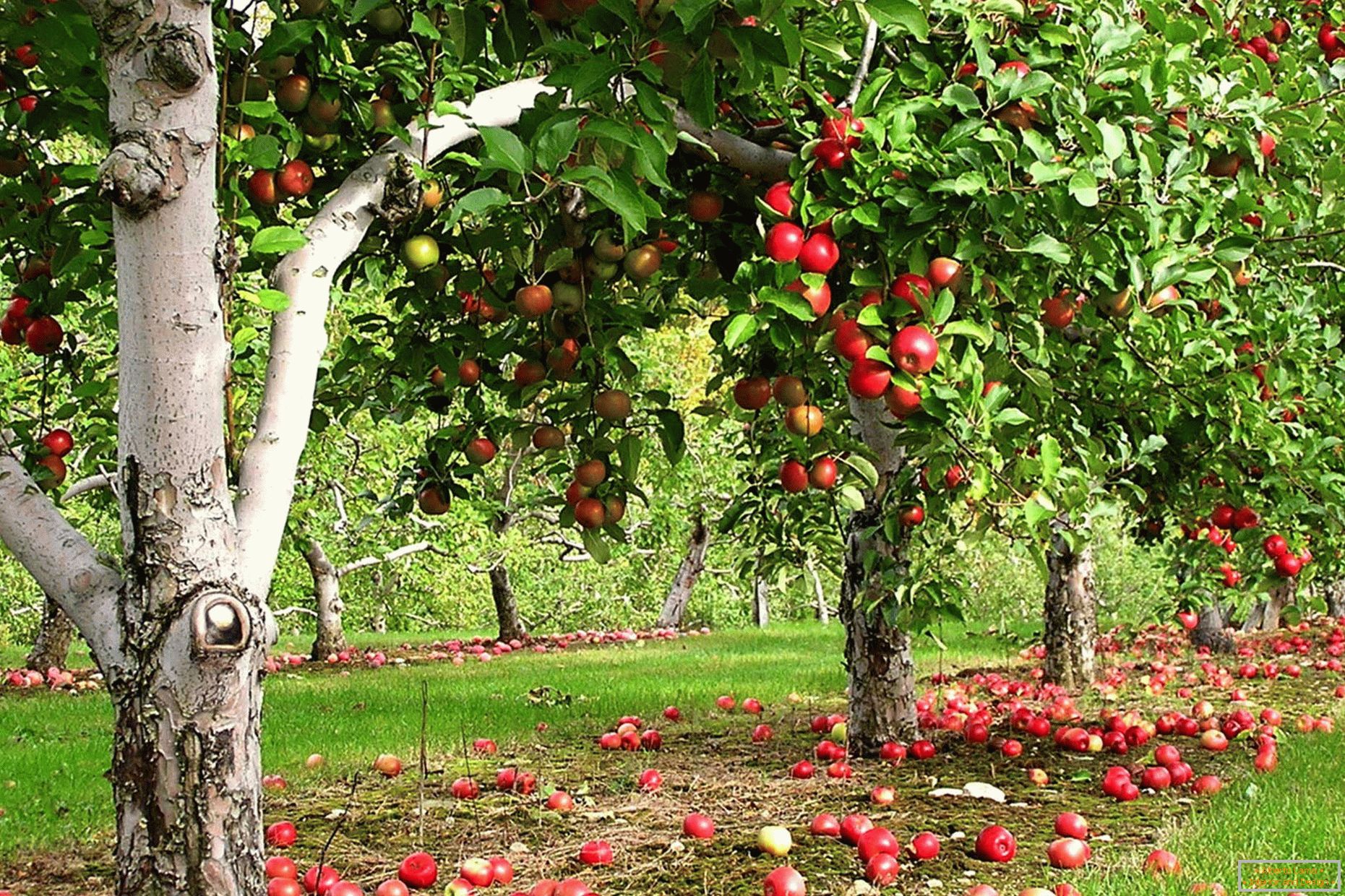 Jardim de macieira no país